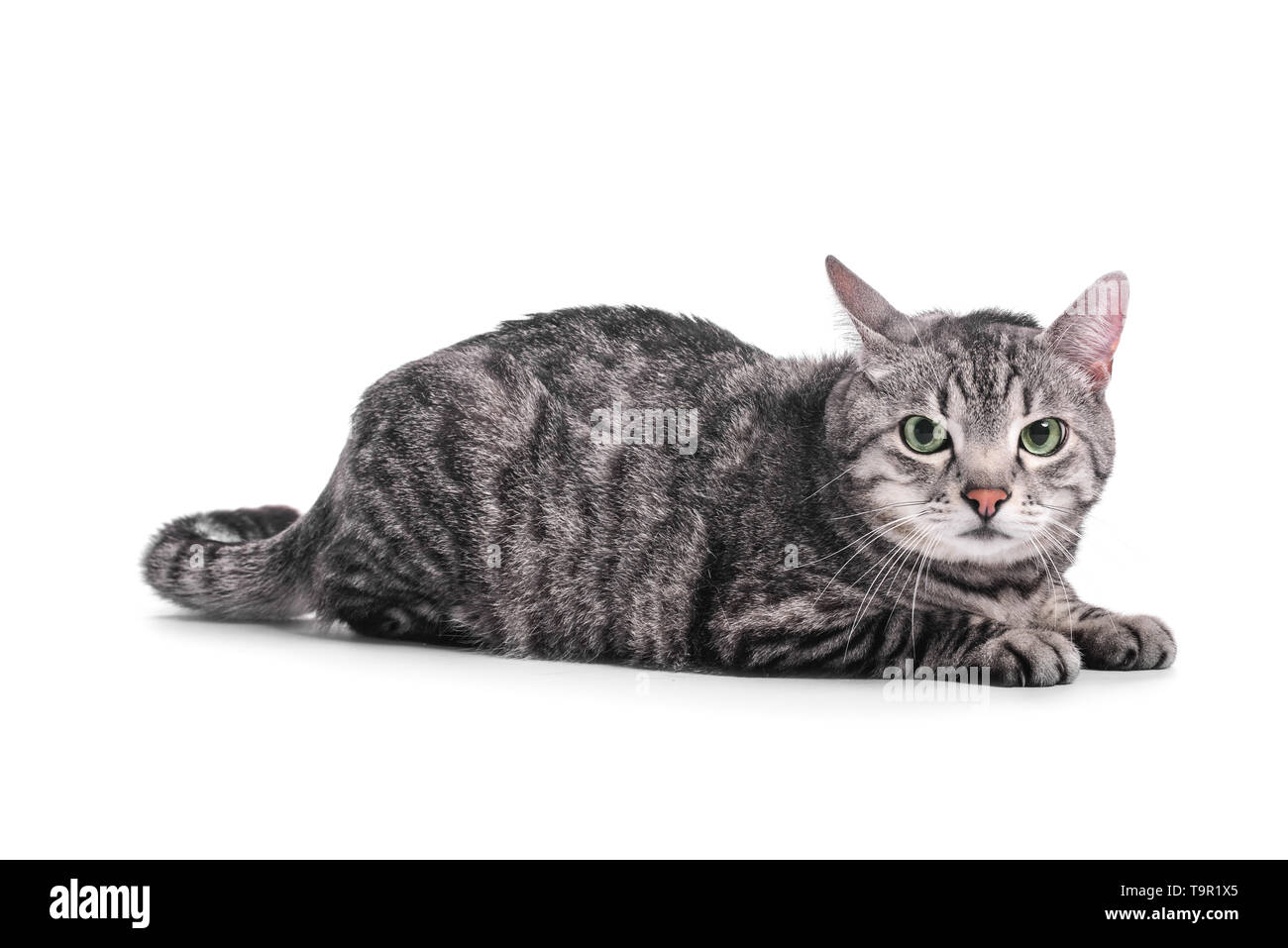 Cute funny cat on white background Stock Photo - Alamy