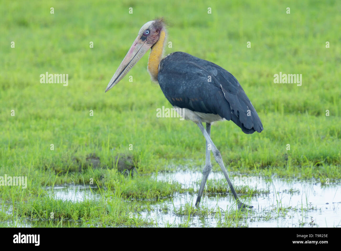 Lesser Adjutant Stork (Leptoptilos javanicus) in the marshes of Kaziranga National Park, India Stock Photo