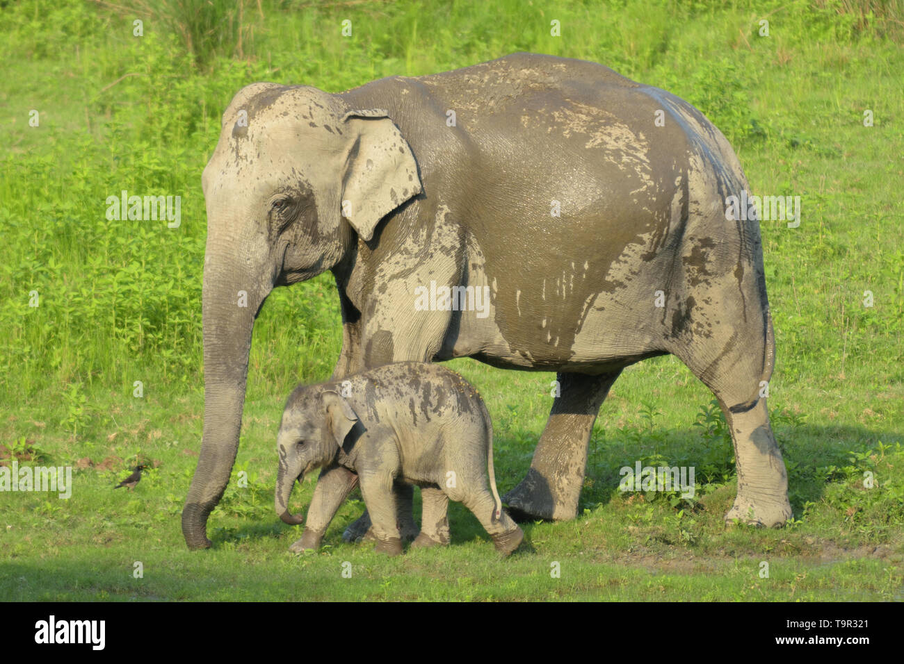 Mother and baby Asian Elephant (Elephas maximus) in the marshland of Kaziranga National Park, Assam, India Stock Photo