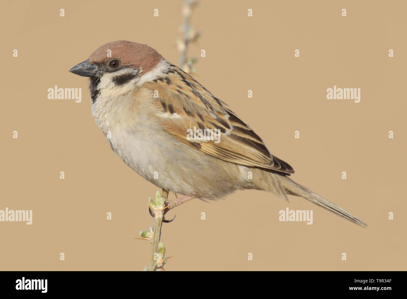 Eurasian Tree Sparrow (Passer montanus) in the Kubuqi Desert, Inner Mongolia Stock Photo