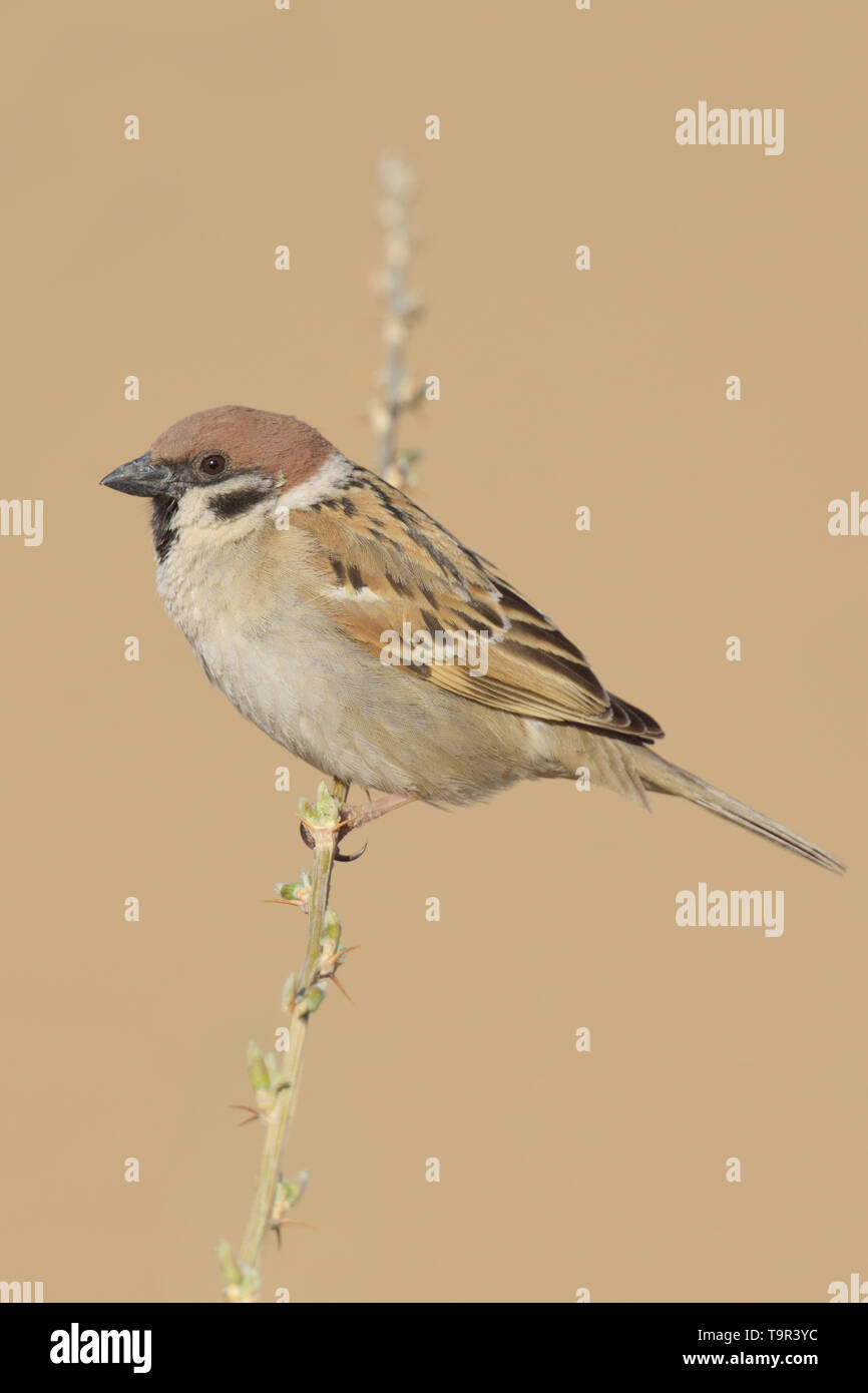 Eurasian Tree Sparrow (Passer montanus) in the Kubuqi Desert, Inner Mongolia Stock Photo