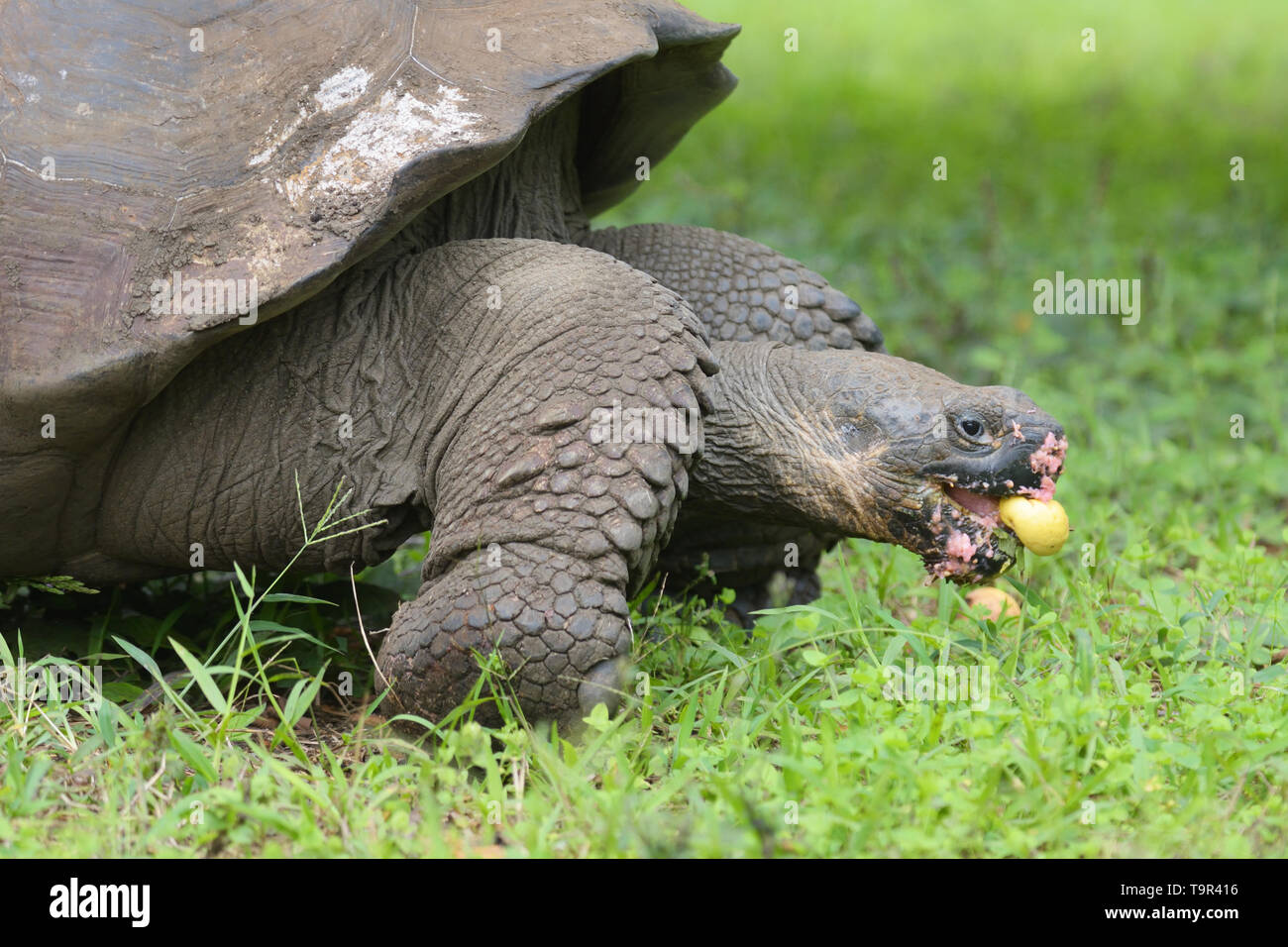 Giant Tortoise (Chelonoidis porter) feeding on fallen Guava fruit on Santa Cruz Island in the Galapagos Islands Stock Photo