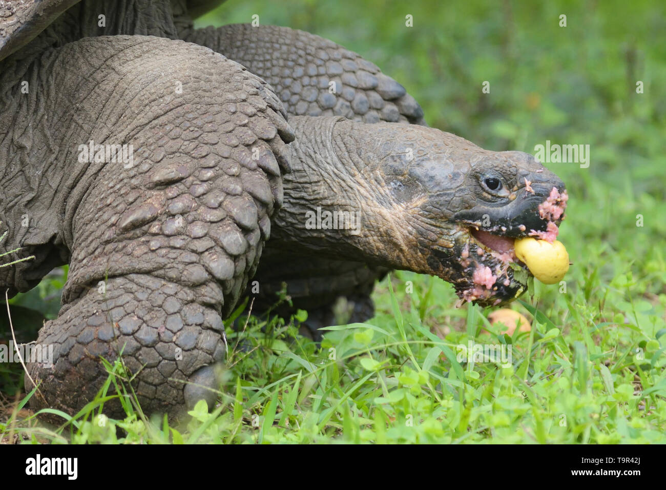 Giant Tortoise (Chelonoidis porter) feeding on fallen Guava fruit on Santa Cruz Island in the Galapagos Islands Stock Photo