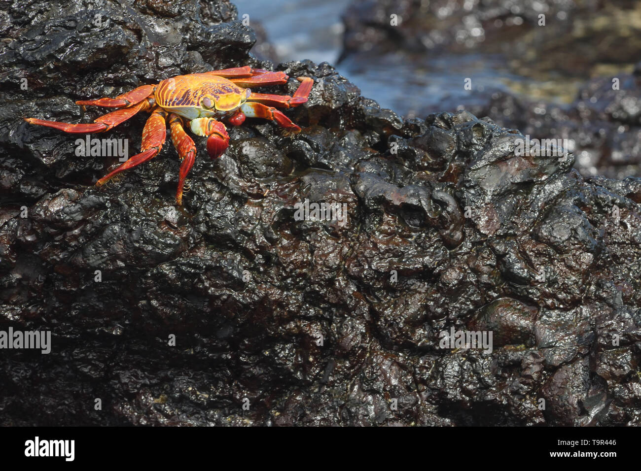 Sally Lightfoot Crab (Grapsus grapsus) on Isabella Island in the Galapagos Islands Stock Photo
