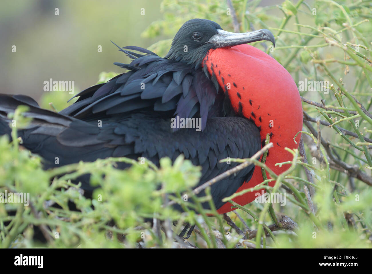 Male Magnificent Frigatebird (Fregata magnificens) displaying with inflated red gular sac on North Seymour Island in the Galapagos Islands Stock Photo