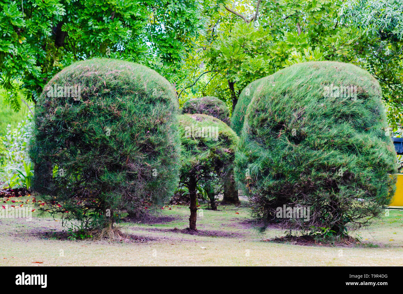 beautiful pines cut out of round shape in a garden adorning Stock Photo