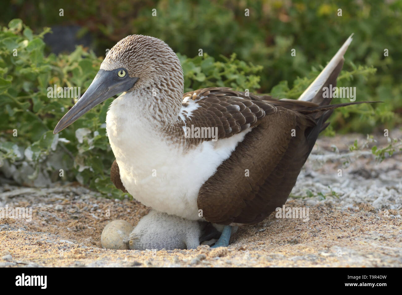 Blue-footed Booby (Sula nebouxii) on the nest with a chick and an egg on North Seymour Island in the Galapagos Islands Stock Photo