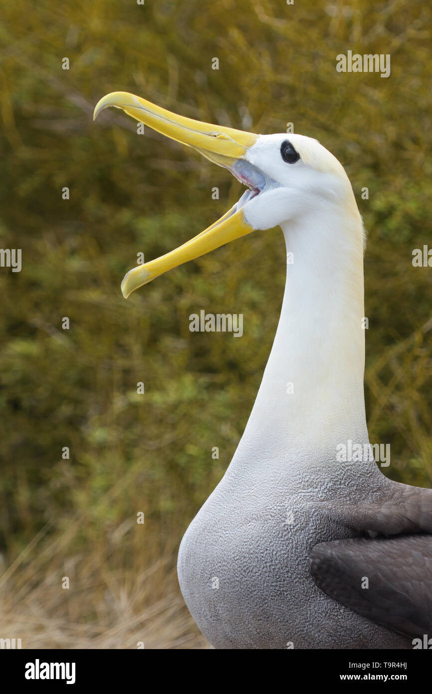 Male Waved Albatross (Phoebastria irrorate) with beak wide open calling on Espanola Island in the Galapagos Islands Stock Photo