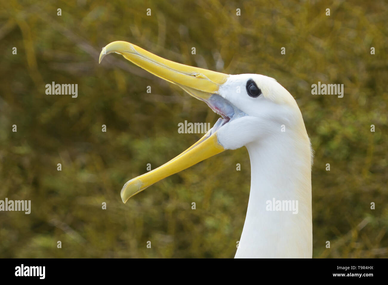 Male Waved Albatross (Phoebastria irrorate) with beak wide open calling on Espanola Island in the Galapagos Islands Stock Photo