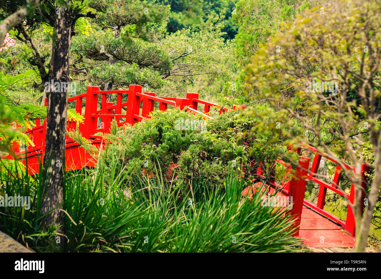 red bridge in Japanese garden surrounded by vegetation and hair yellow green tones and orange Stock Photo