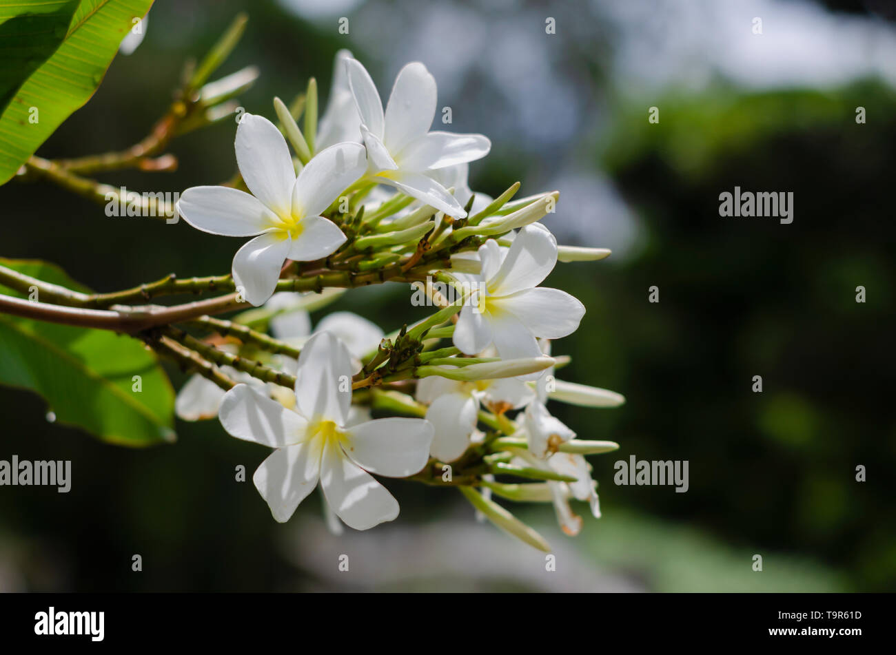 Día japonés hi-res stock photography and images - Alamy
