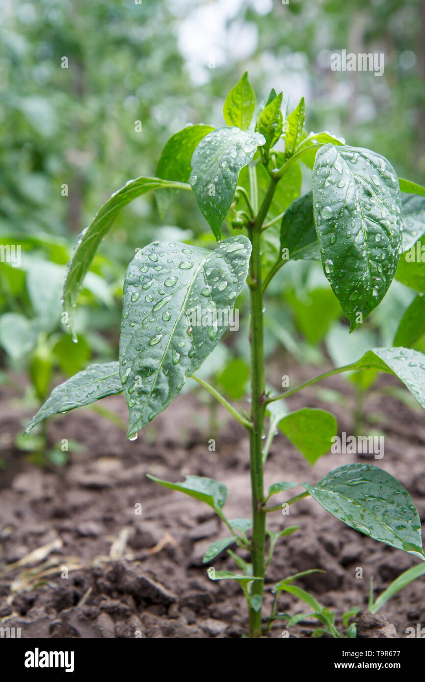 Young bell pepper bush growing in the garden. Bulgarian or sweet pepper