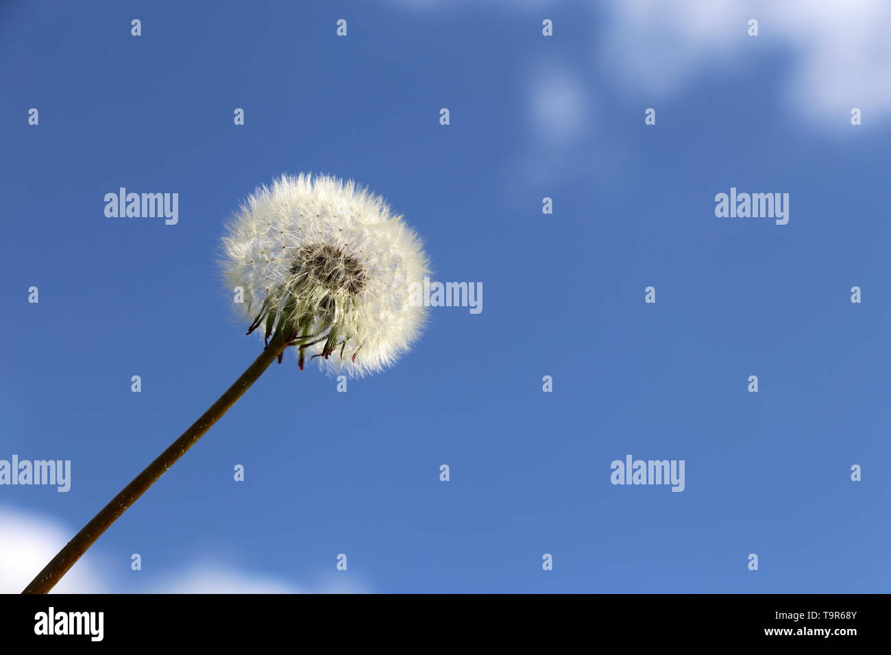 Dandelion seed head against the blue sky with white clouds. Beautiful dandelion, ready to fly Stock Photo