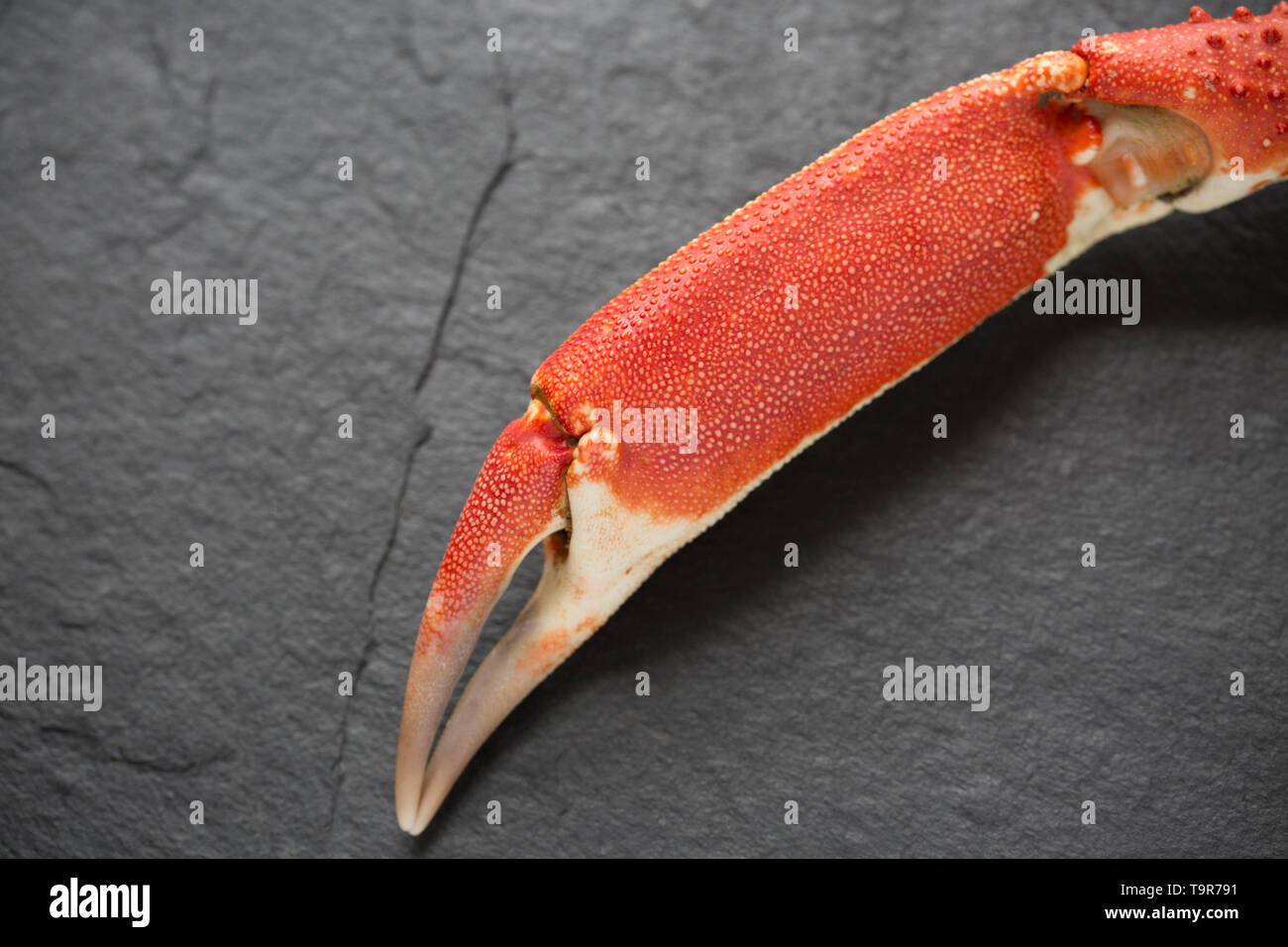 A boiled, cooked European spider crab claw, Maja brachydactyla, from a