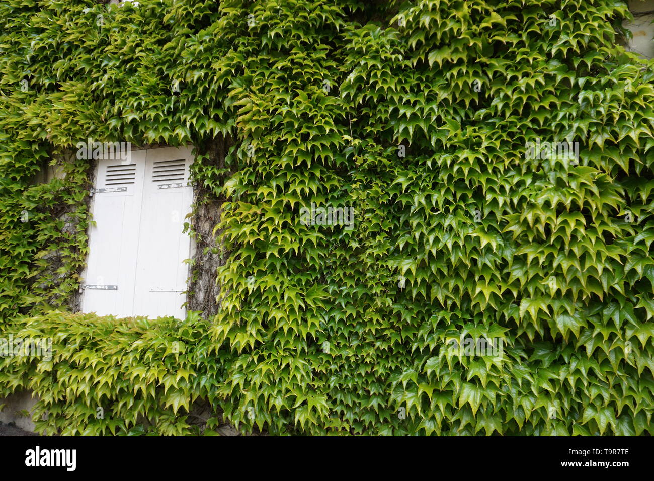 bright green ivy growing wild on a wall by an old white shutter on a house in the country Stock Photo