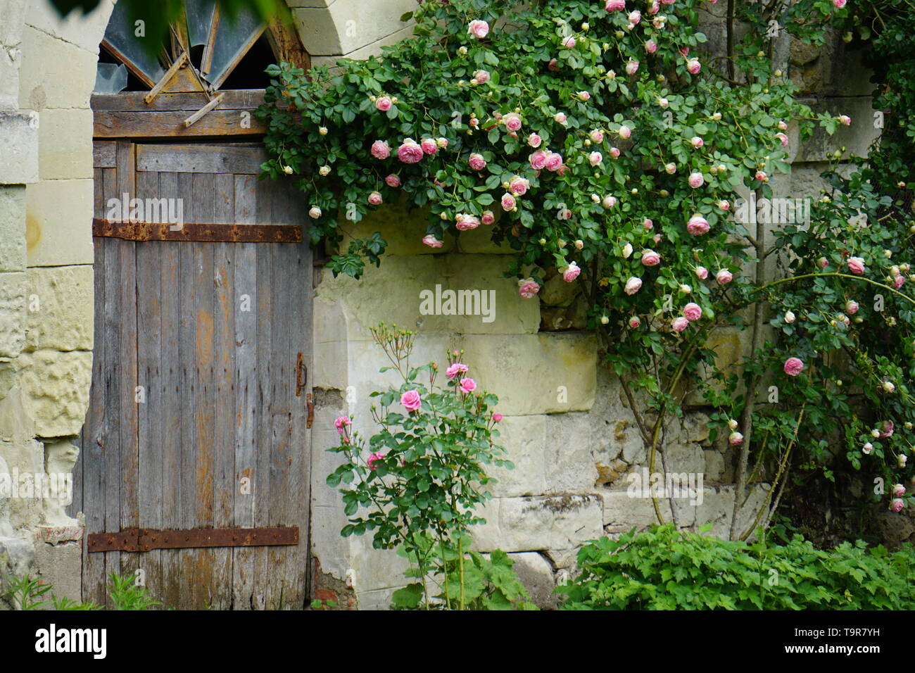 pink rose bush blooming by an old wooden door of a country house Stock Photo