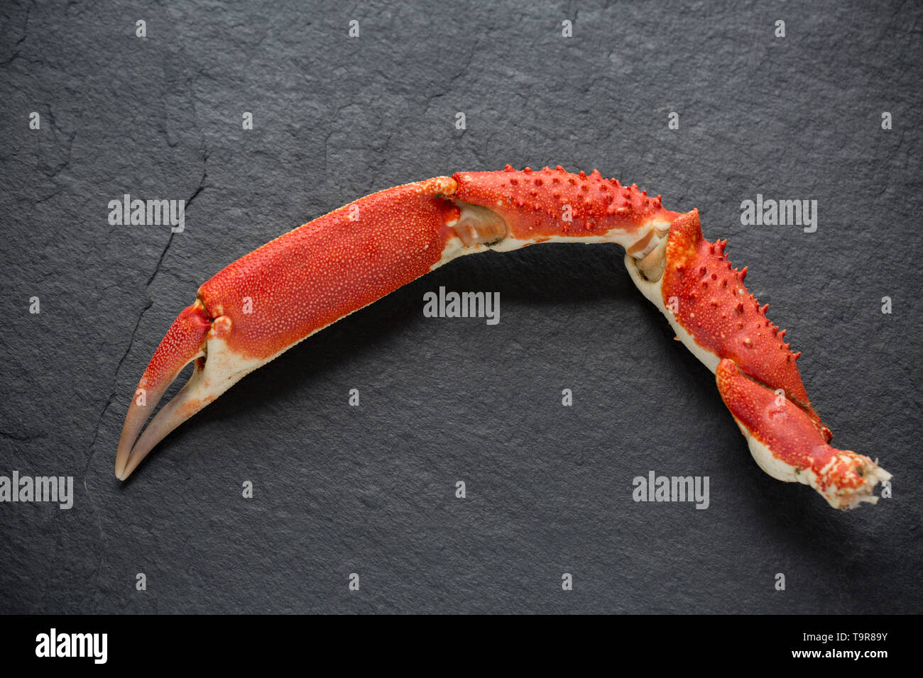 A boiled, cooked European spider crab claw, Maja brachydactyla, from a crab that was caught from a pier in the UK in a baited drop net. It has been bo Stock Photo