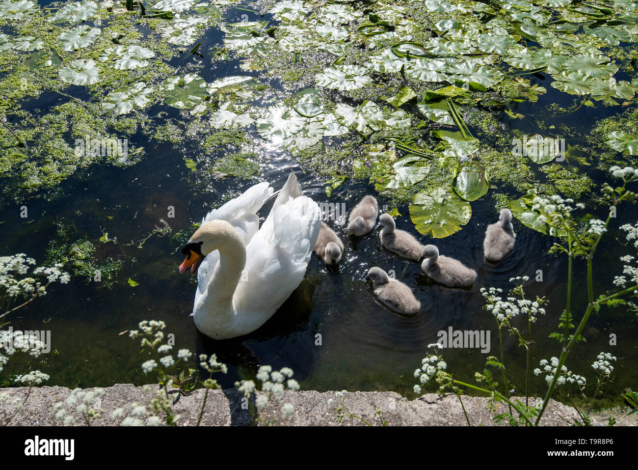 Family of Swans at Abbey Park in Leicester City, Leicestershire England UK Stock Photo