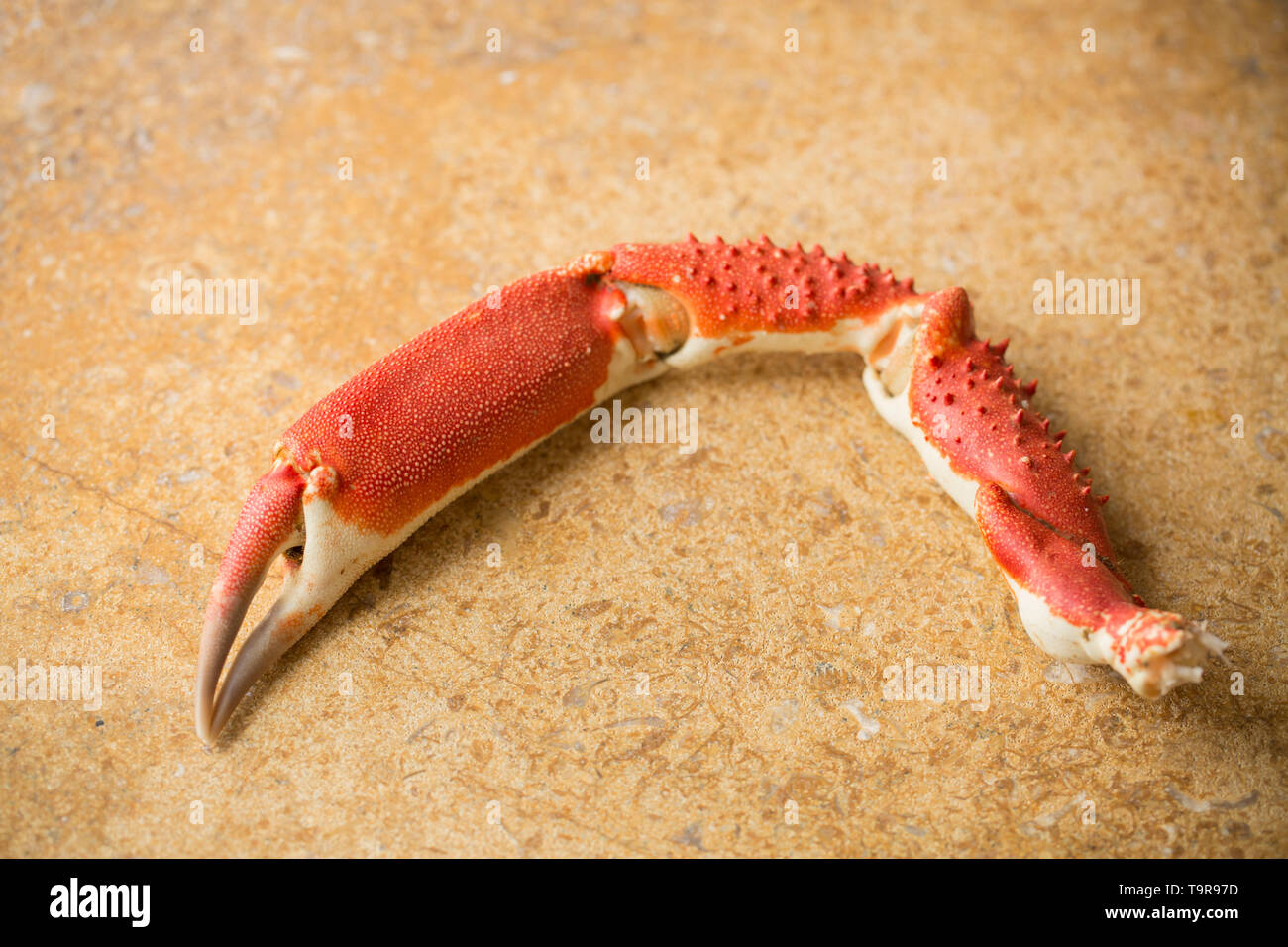 A boiled, cooked European spider crab claw, Maja brachydactyla, from a