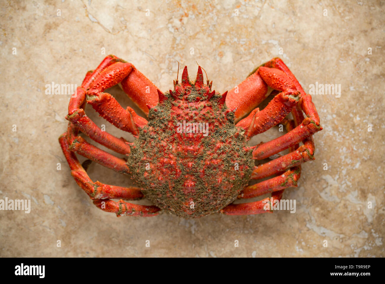 A boiled, cooked European spider crab, Maja brachydactyla, that was caught from a pier in the UK in a baited drop net. It has been boiled and is ready Stock Photo
