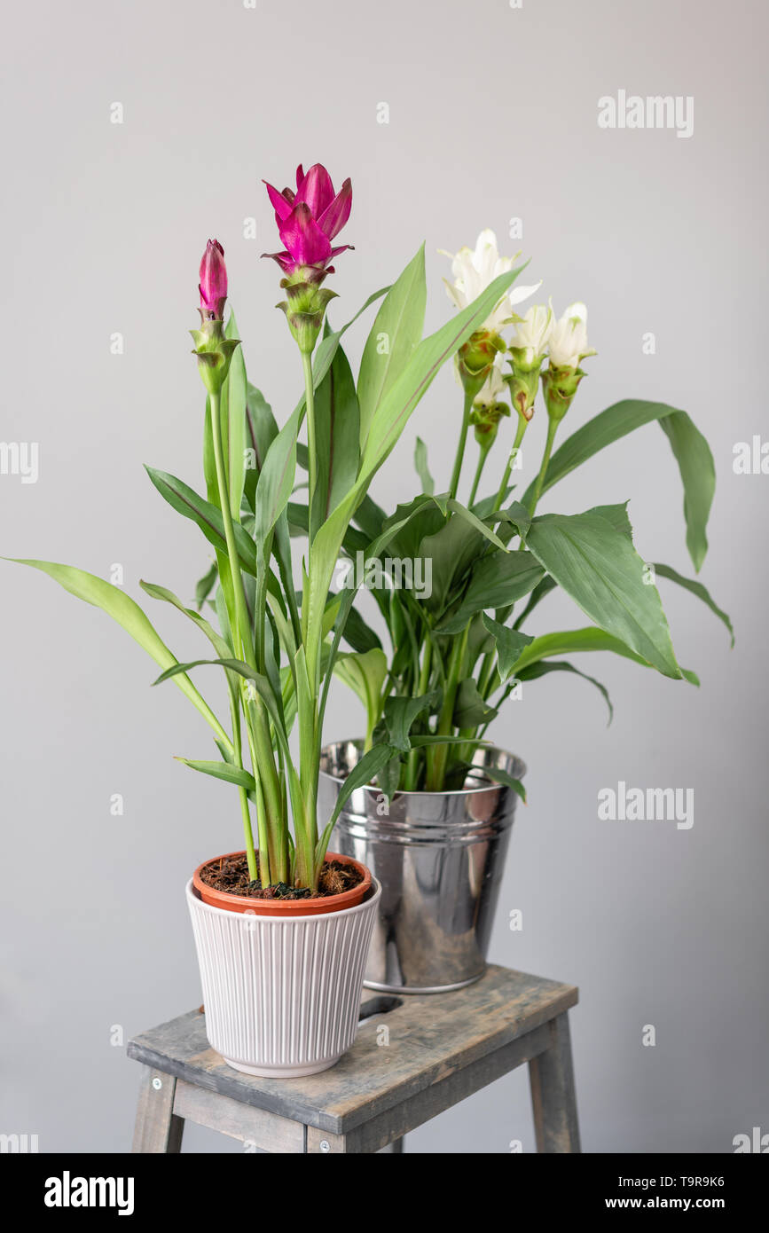 Turmeric is a flowering plant, Curcuma longa of the ginger family. Stylish green plant in ceramic pots on wooden vintage stand on background of gray Stock Photo