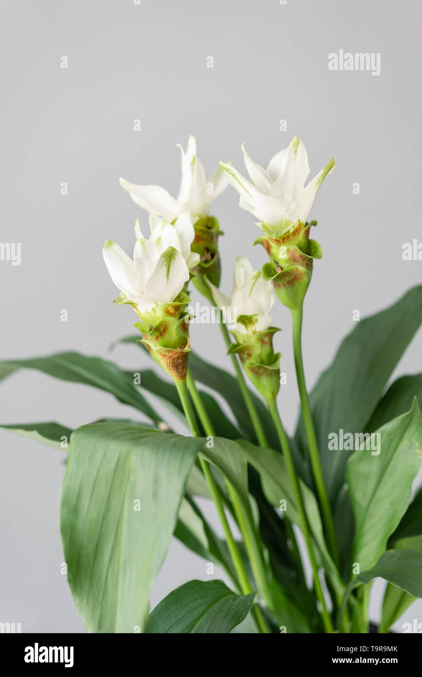 Turmeric is a flowering plant, Curcuma longa of the ginger family ...