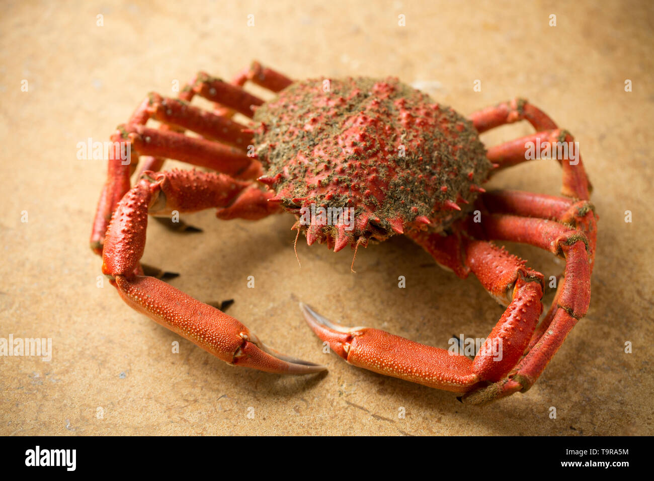 A boiled, cooked European spider crab, Maja brachydactyla, that was caught from a pier in the UK in a baited drop net. It has been boiled and is ready Stock Photo
