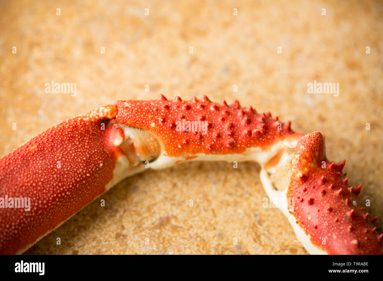 A boiled, cooked European spider crab claw, Maja brachydactyla, from a