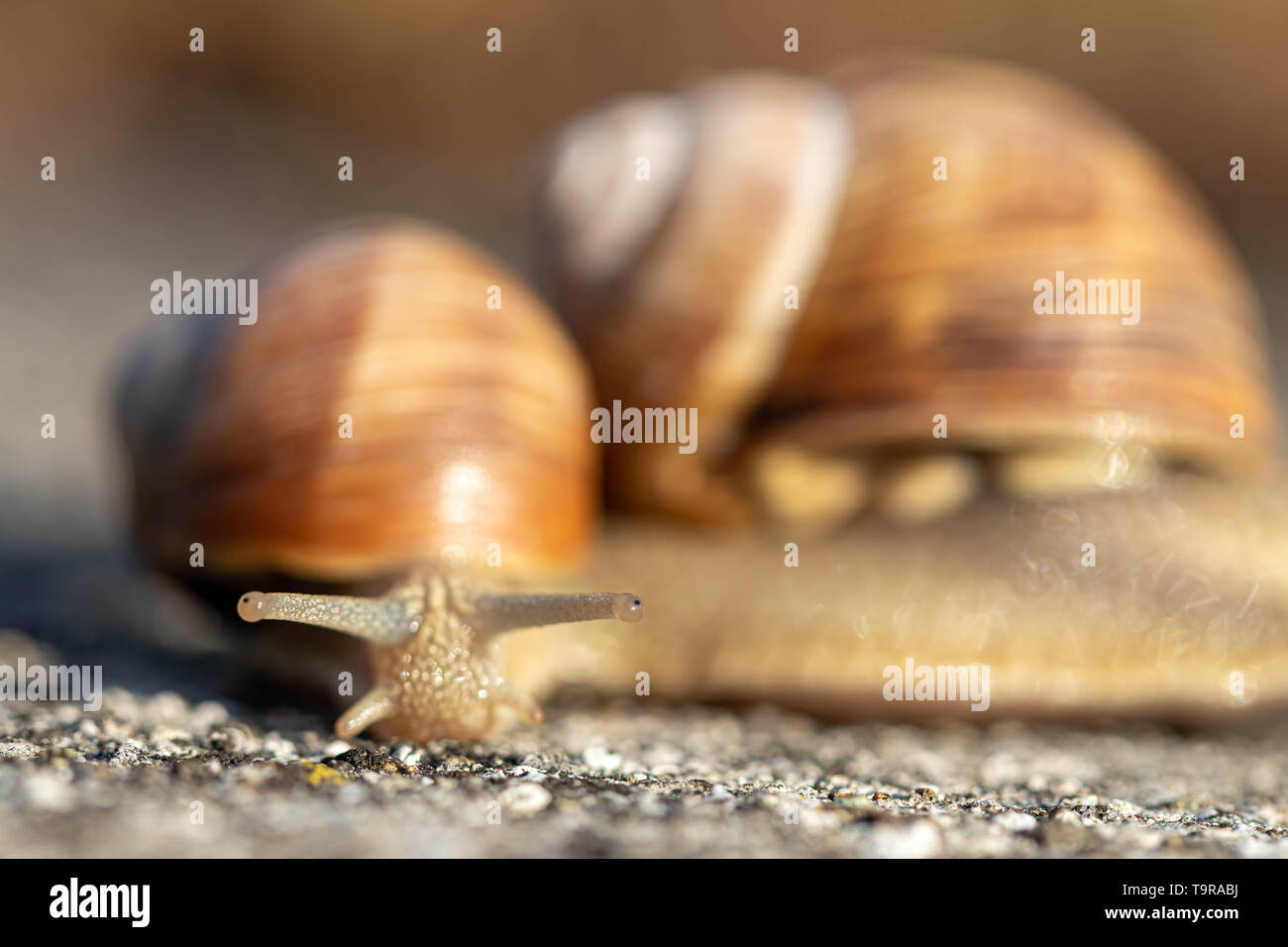 Child creeping hi-res stock photography and images - Alamy