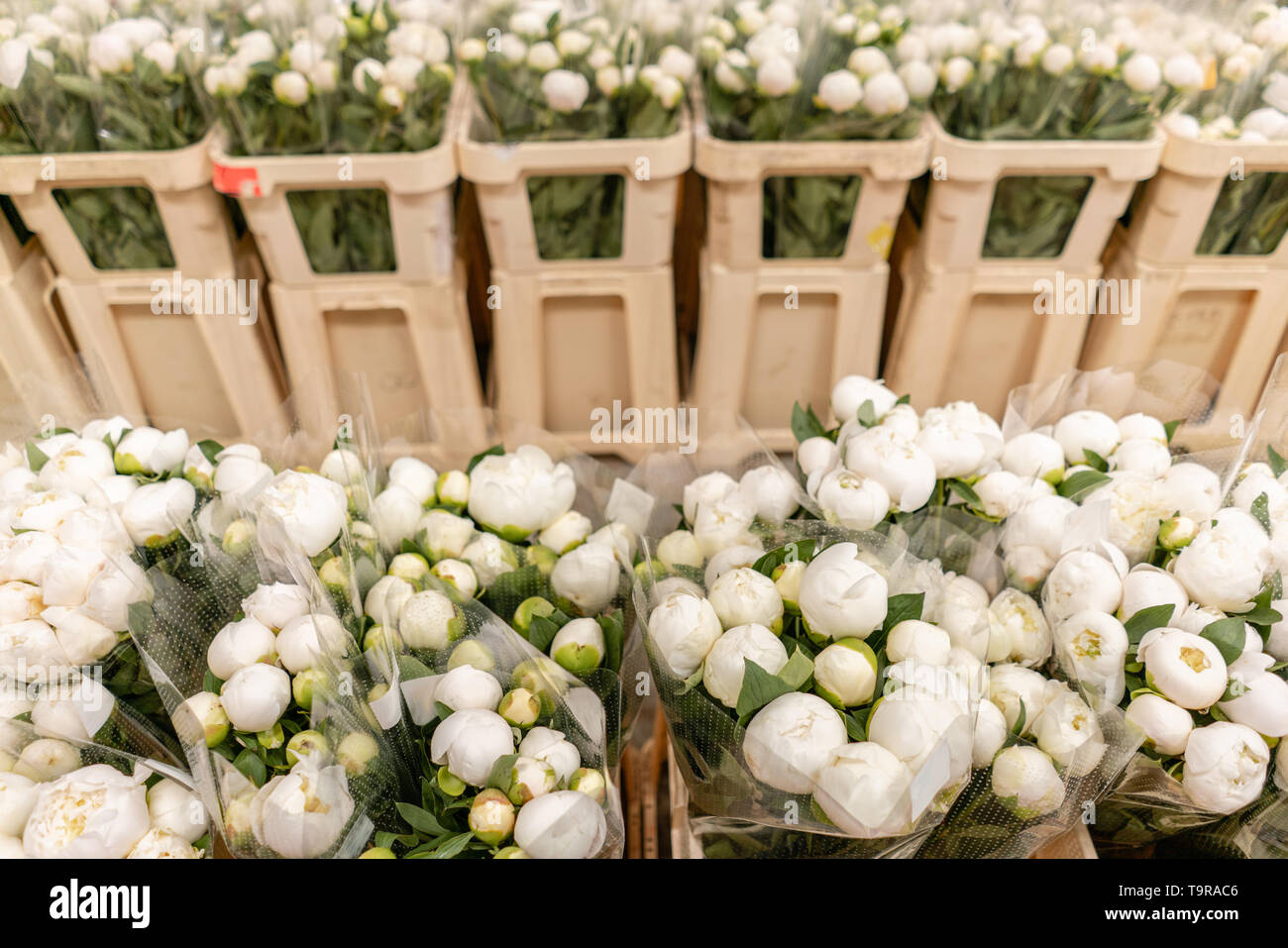 Peonies Container Stock Photos Peonies Container Stock Images