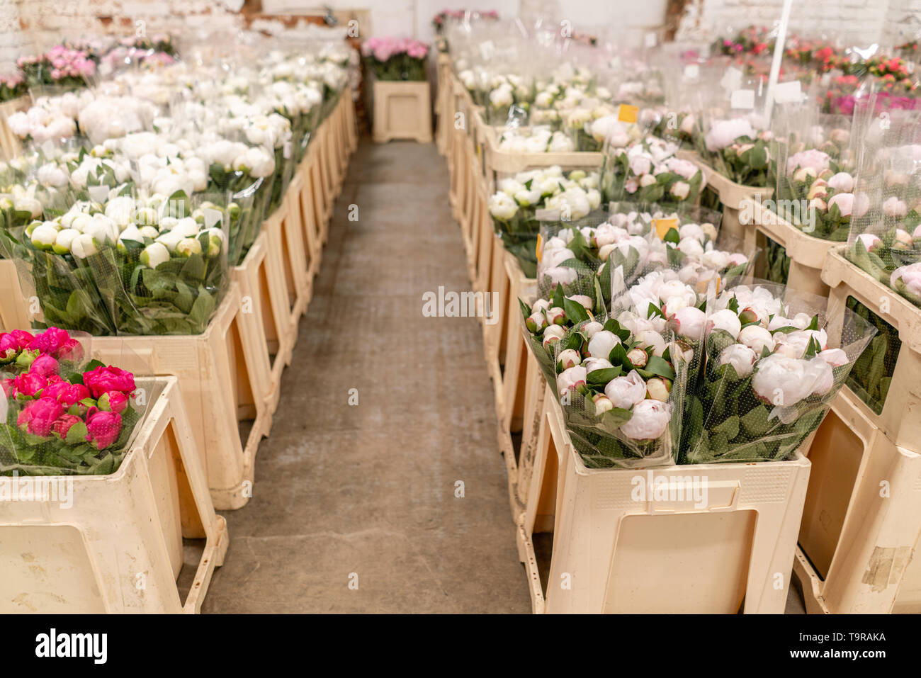 Warehouse refrigerator, Wholesale flowers for flower shops