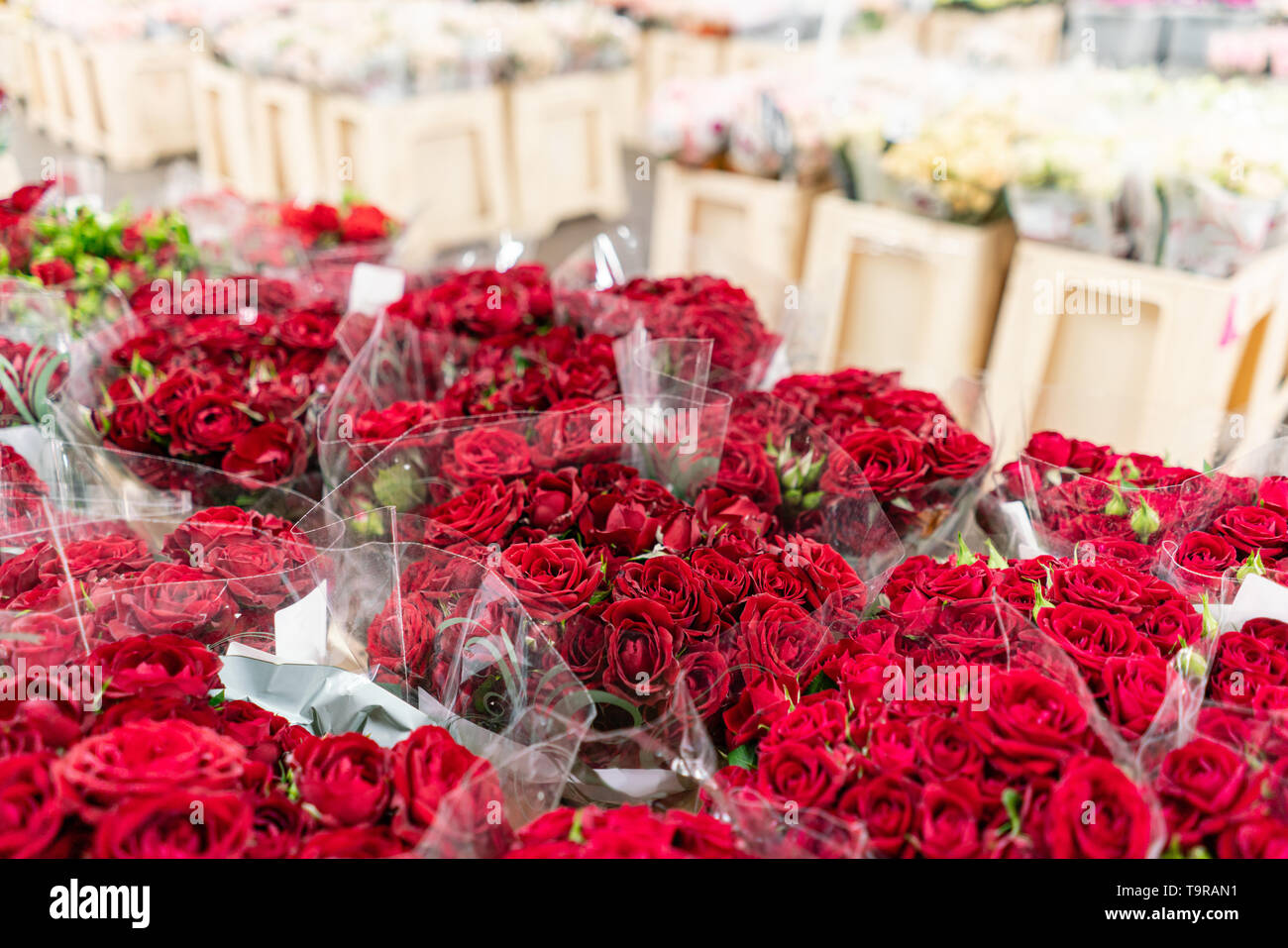Container Red Roses Roses growing in container hi-res stock photography and images - Alamy