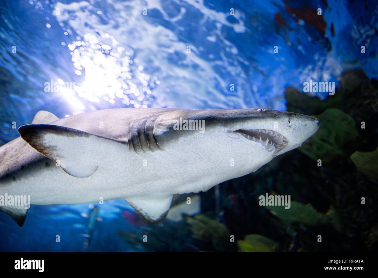 Freshwater Shark Stock Photos Freshwater Shark Stock Images