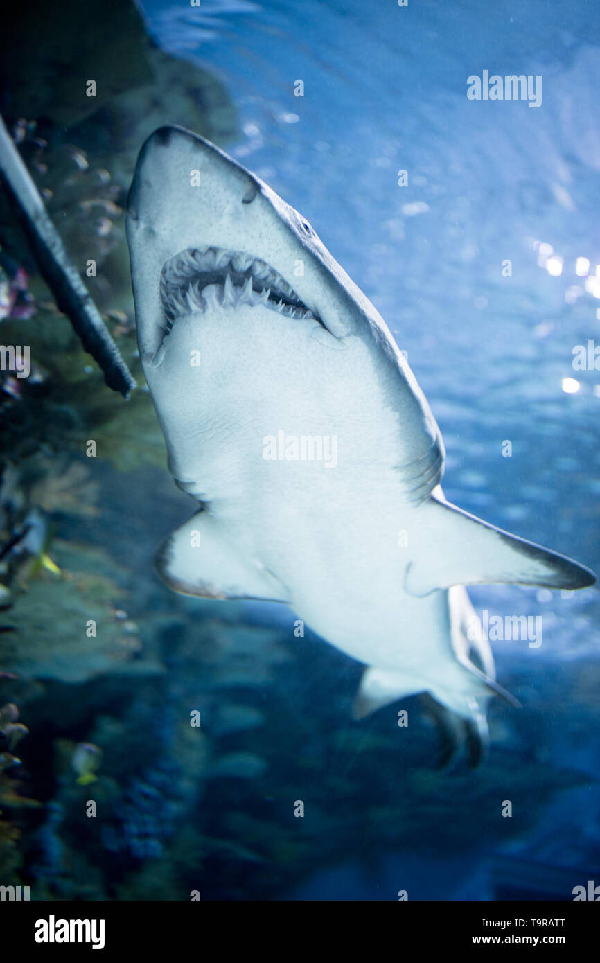 Freshwater Shark Stock Photos Freshwater Shark Stock Images