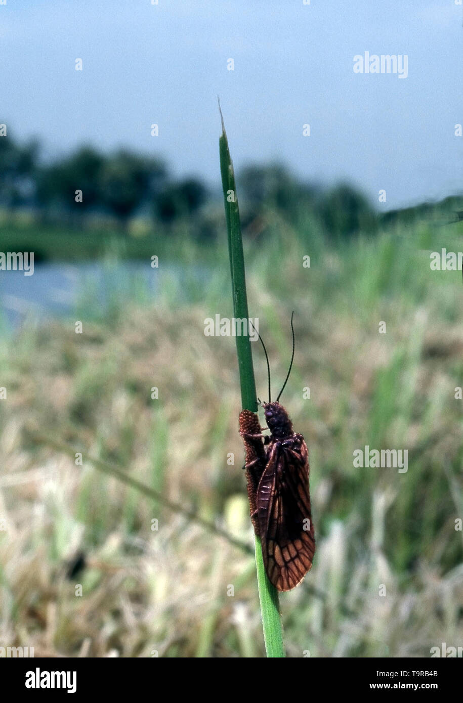 ALDERFLY AND EGGS (SIALIDAE LUTARIA) Stock Photo