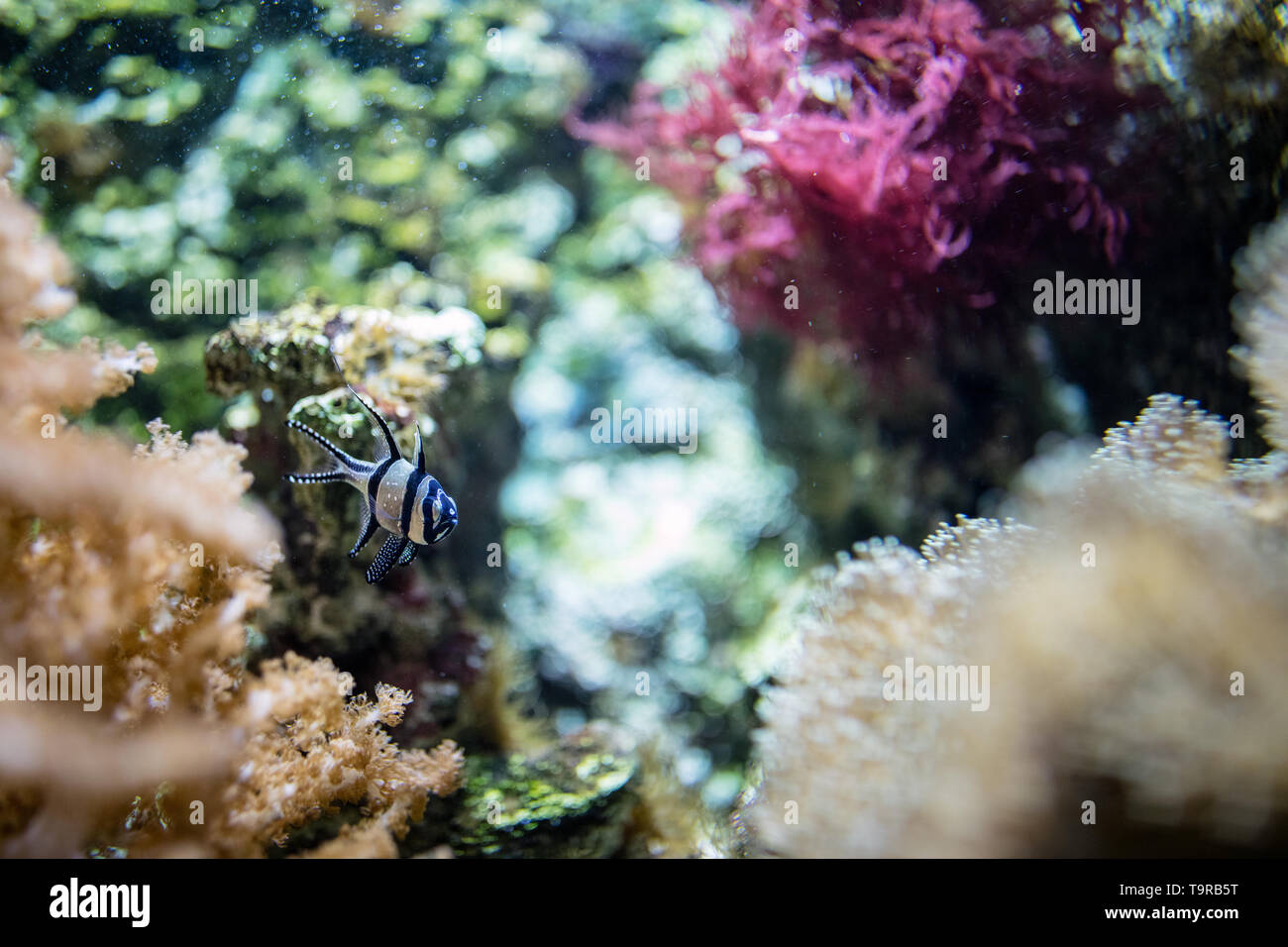 exotic cardinal fish underwater Stock Photo