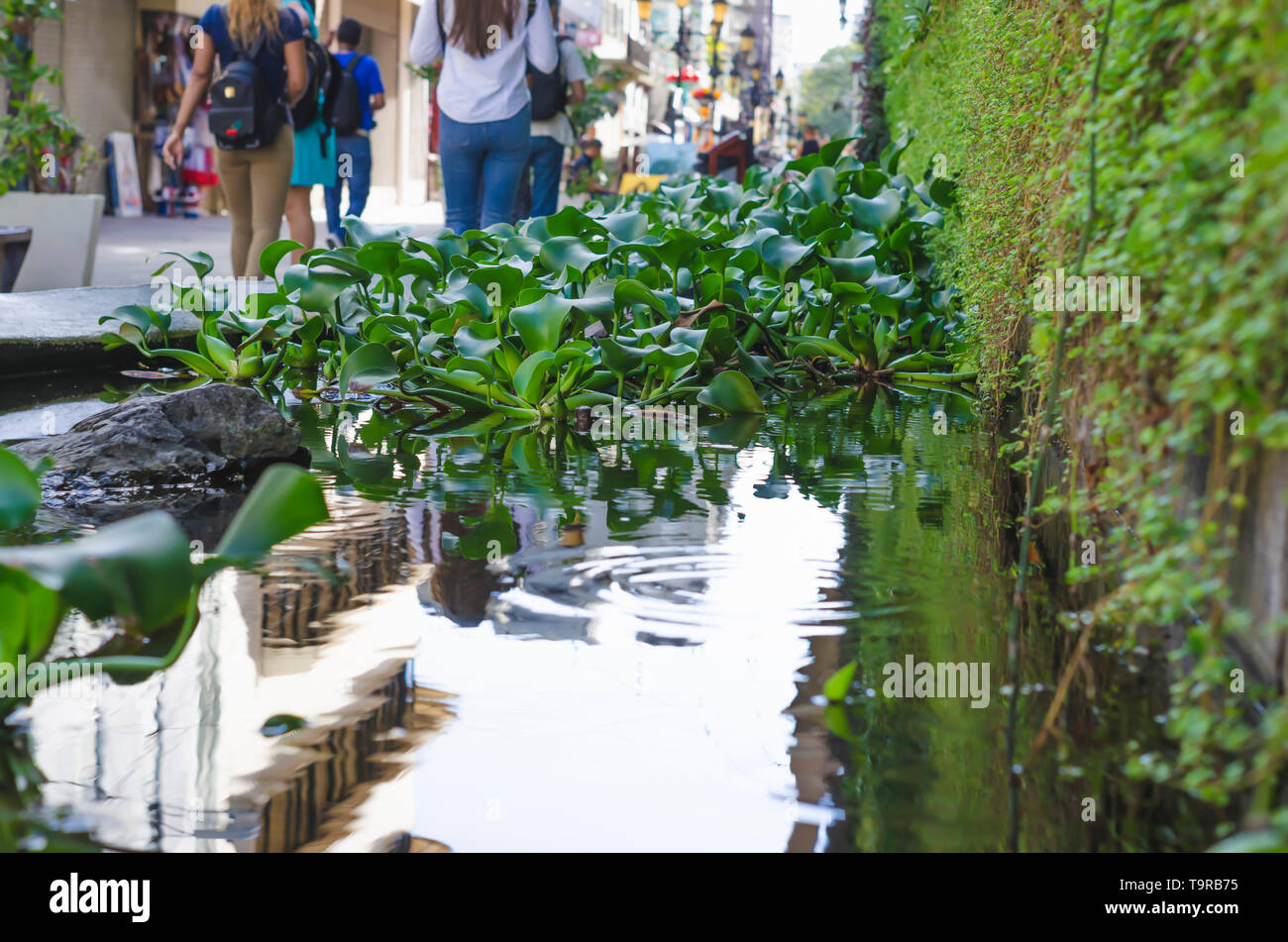 Santo Domingo, Dominican Republic 04/22/2019, pond with aquatic plants in the colonial zone of santo domingo Stock Photo