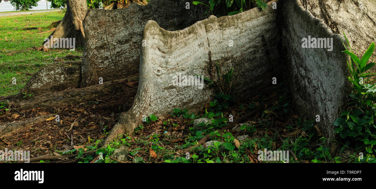buttress root in forest Stock Photo