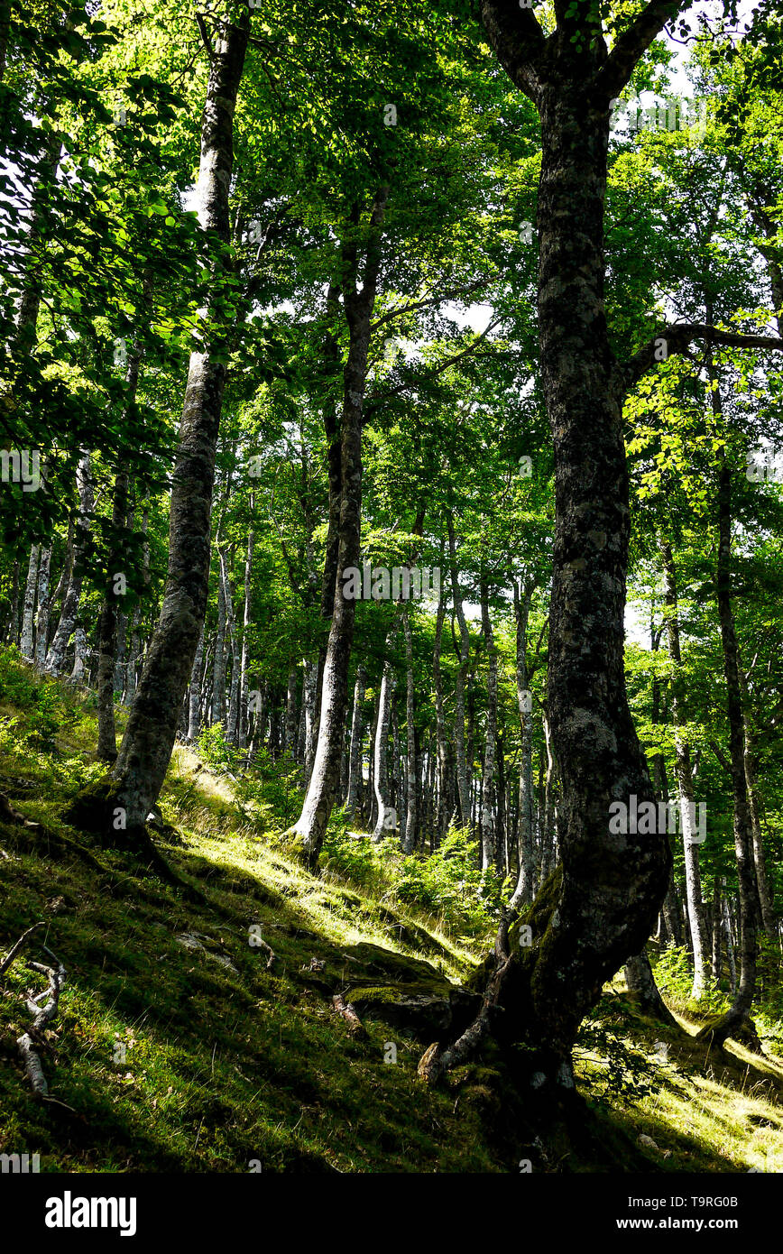 Forest in Roncevaux pass area, Pyrénées-Atlantiques, Nouvelle-Aquitaine, France Stock Photo