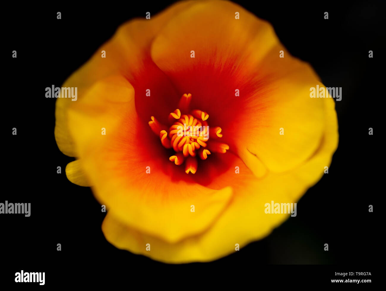 Yellow Poppy High Resolution Stock Photography and Images - Alamy