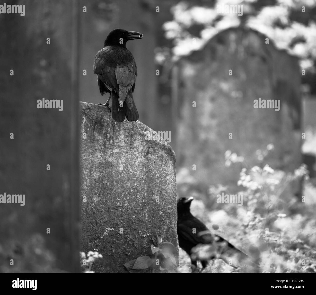 Crows in graveyard.. Stock Photo