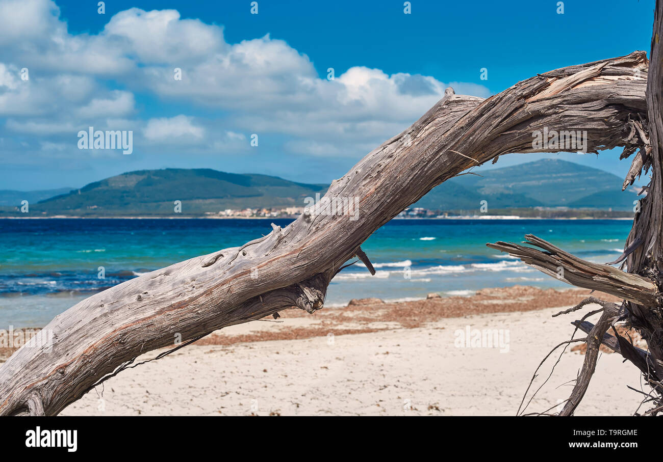 tree bough at the beach and beautiful  blue mediterranean sea Stock Photo
