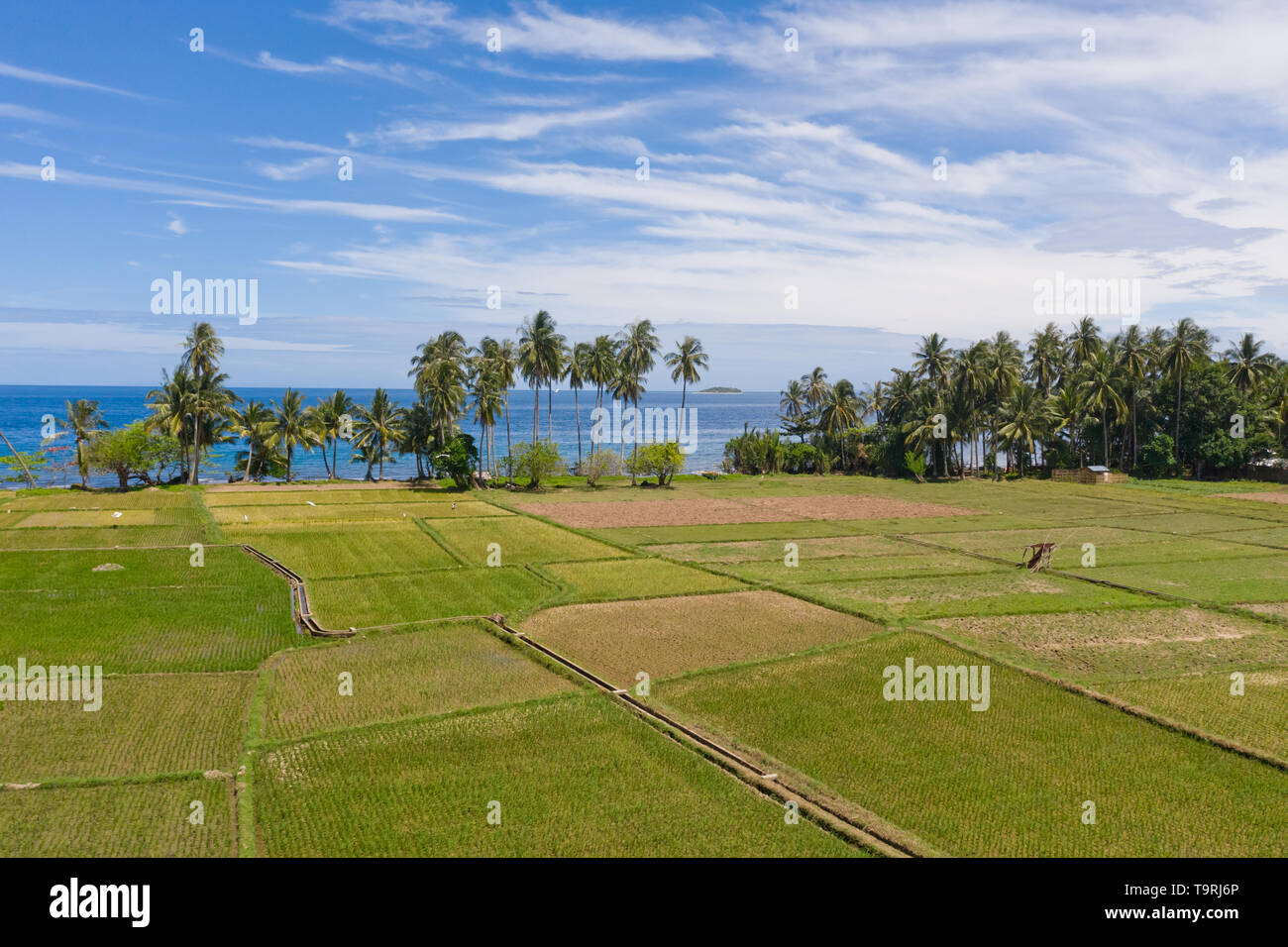 Landscape with rice terraces and palm trees by the sea.Rice plantations ...