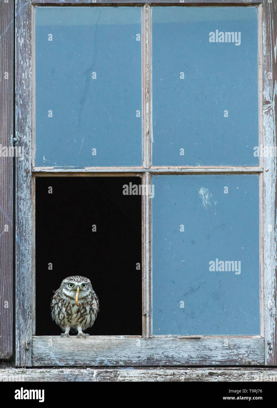 Little owl resting on derelict farm window frame Stock Photo