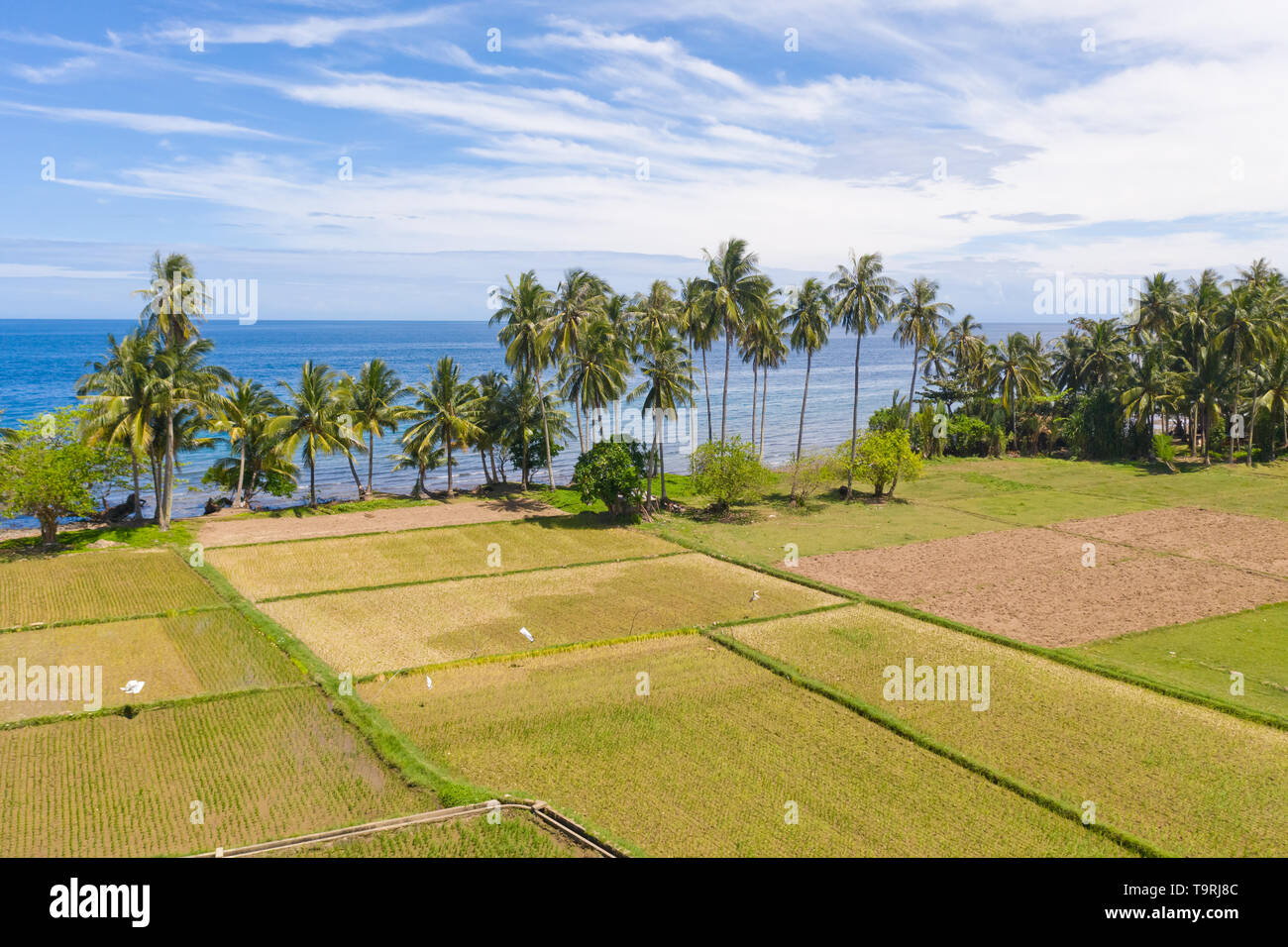 Landscape with rice terraces and palm trees by the sea.Rice plantations ...