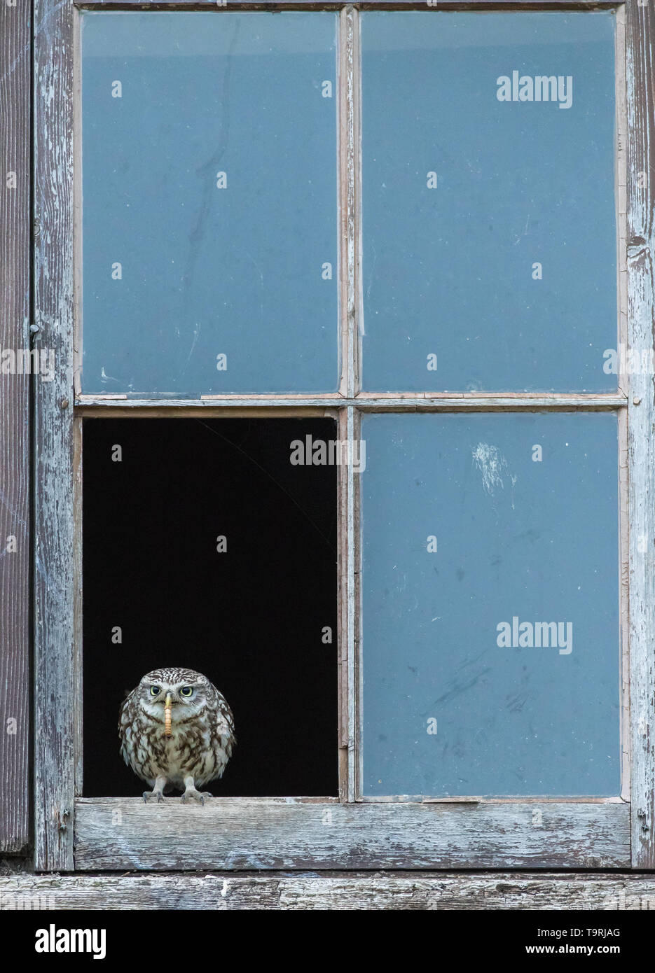 Little owl resting on derelict farm window frame Stock Photo