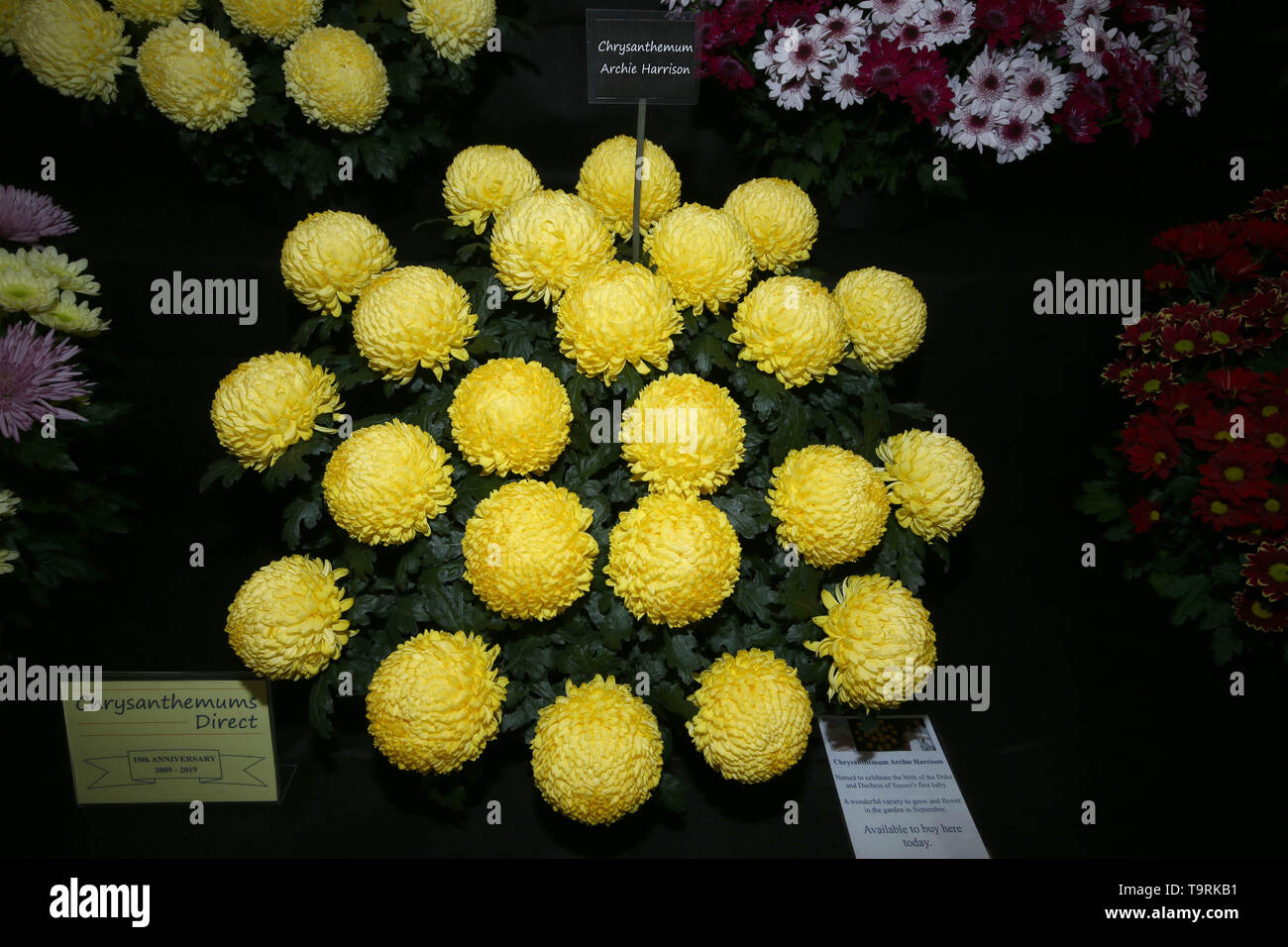 Chrysanthemum Archie Harrison, named to celebrate the birth of the the Duke and Duchess of Sussex first child, on display at the RHS Chelsea Flower Show at the Royal Hospital Chelsea, London. Stock Photo