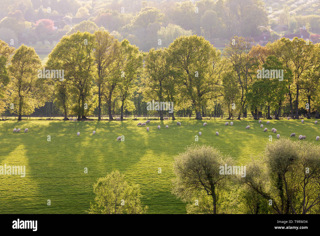 Backlit oak trees and sheep grazing on hillside, Burwash, East Sussex, England, United Kingdom, Europe Stock Photo