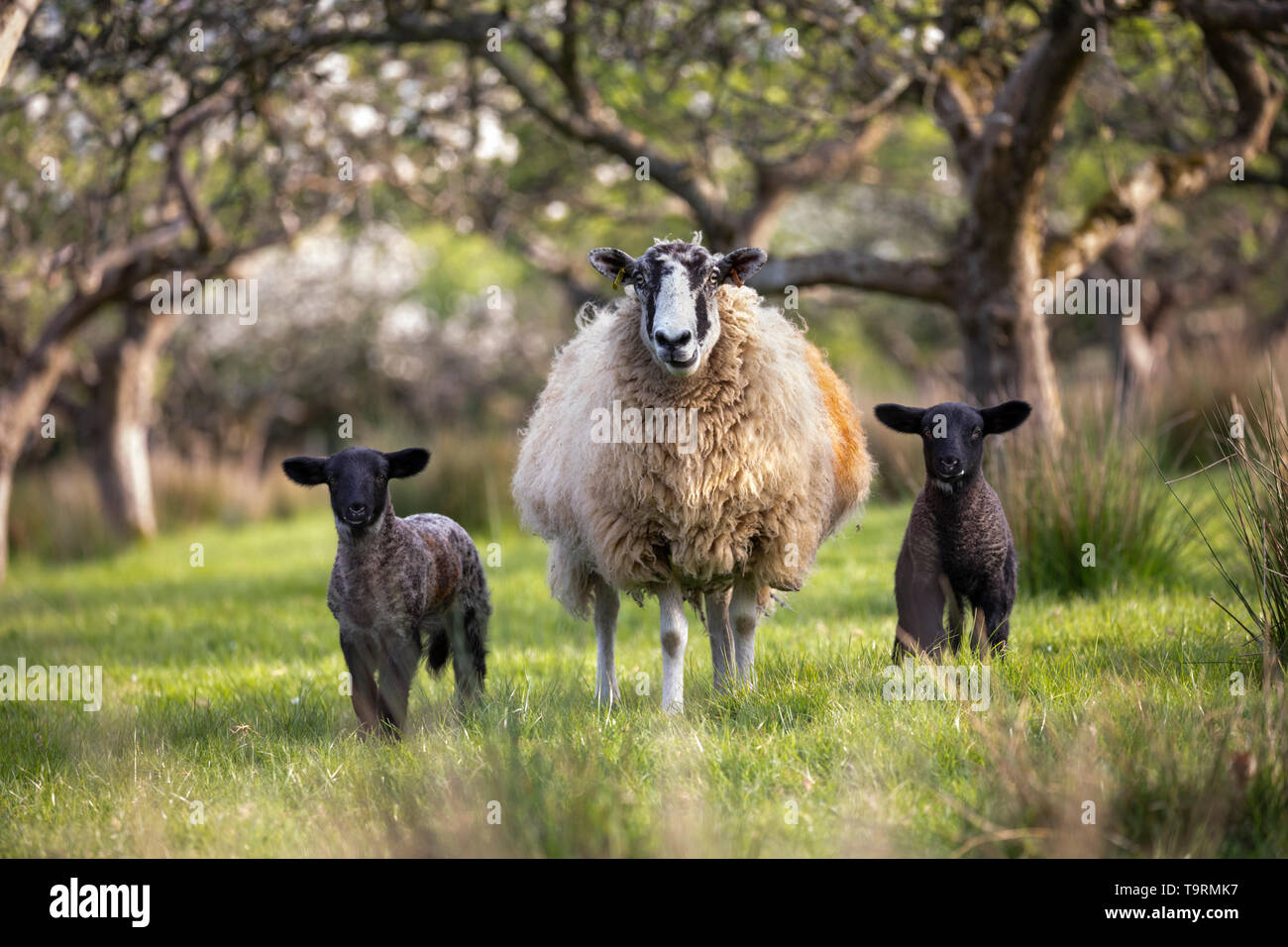 Sheep and lambs in spring apple orchard, Burwash, East Sussex, England, United Kingdom, Europe Stock Photo