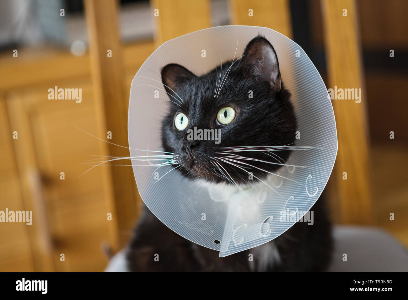 Black domestic cat wearing recovery collar Stock Photo Alamy